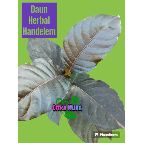 

Daun Hendeleum Herbal segar/500gram