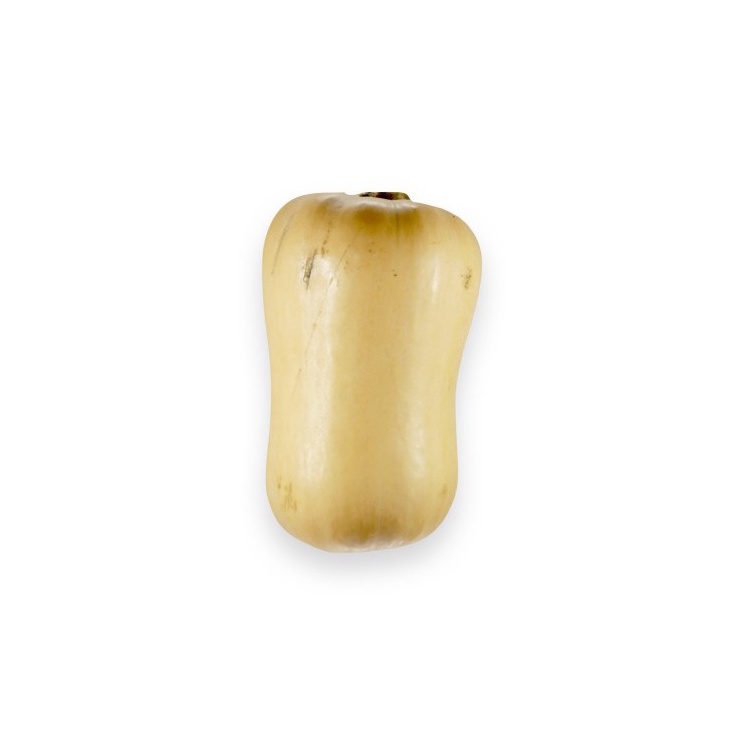 

Labu Butternut Organik 1kg-JktBar