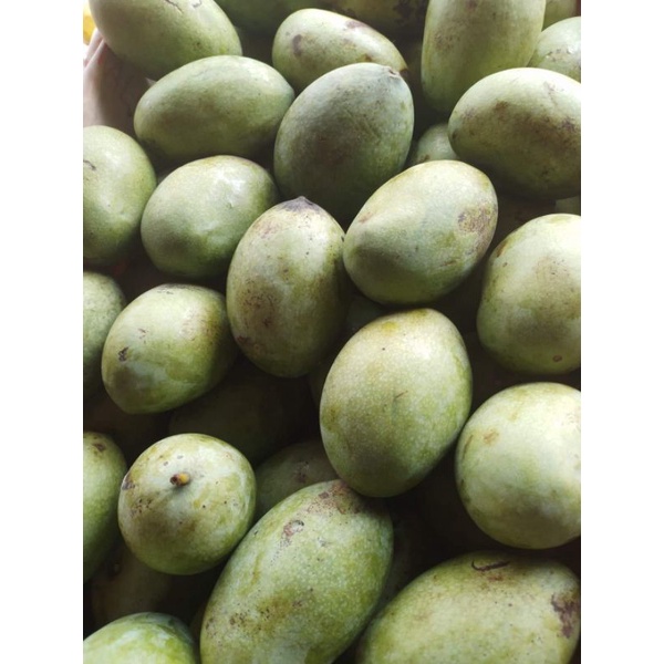 

mangga segar 1kg