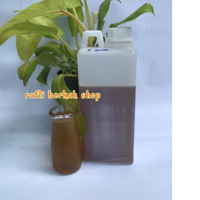 

BRANDS FESTIVAL Madu asli nektar bunga kayu putih 1kg MADU 