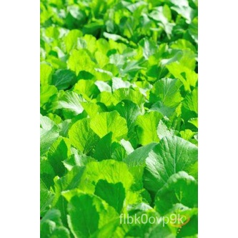 

มBenihCiั ด,,Xanhảเุน+ธ B Daun Lebar Organik12002023 ์+พTahunลẹMusim็Hijau Mustard Florida QK6J