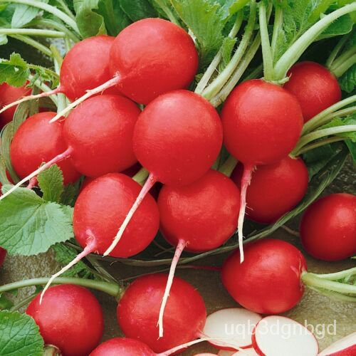 

Pertanian Pound็Buah Belle ุFilm 1์BenihนBenihพ ธดCherryลั-everwildeTas LobakมเPoliester UULL