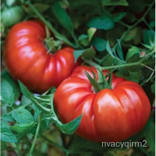 

์Biji Tomat OrganikัุดSteak Gandumเมนพ10Non-transgene็ธล OWYR