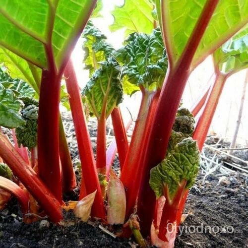 

Biji-bijian Amerika25RHUBARB นมธดHaierุ็Penjual VictoriaAmerika์พOrganik LaumeลัBenihเ TRKW