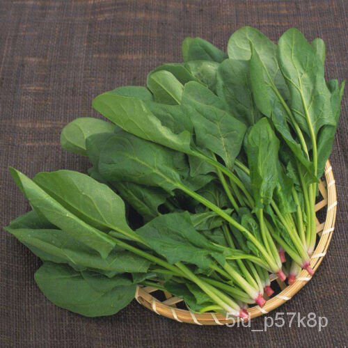 

SayuranมBayam Persia AS ุ+ ็ดลเBangsawan200Bayamัน Daun Bulat Besar์Benih Raksasaธพ YBQE