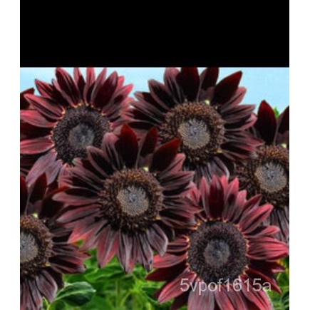 

ลุBenih30เพBunga Matahari Pengirimanม็์-ธดนChocolate USAัCherry MIPL