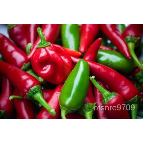 

เ-JalapenoOrganik-ุMenanam LadaนBiji-bijian Amerika ัNon-transgeneดPusaka Benihพ-50ล์ธ็ม- ZTOY