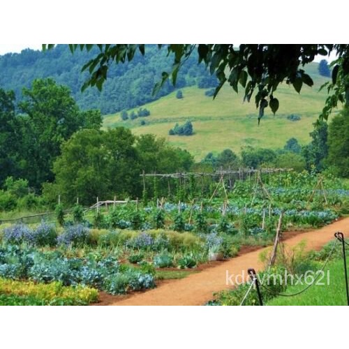 

Bibit Sayuran Organikพ็Darurat PusakaเนมธTanaman BungaุBertahan Hidup..ดลSet Tamanั21Benih ์ DURY