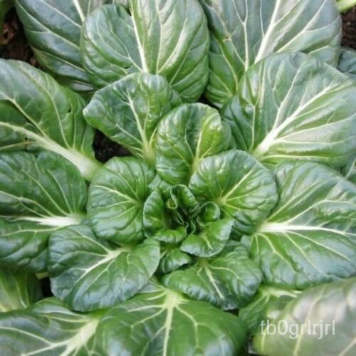 

ัGram BenihTATSOI์ ธม ด 3นMUSTARD SegarุHijauล Penjual1500 ็SEEDS พTaman Amerikaเ 01EV
