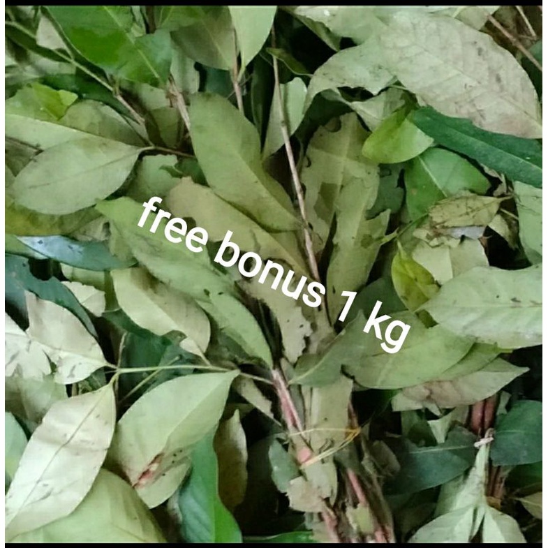 

daun salam per ikat + gratis bonus