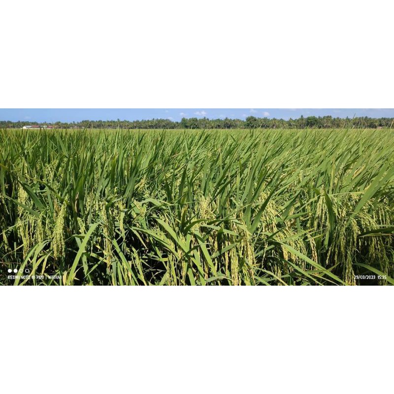 Benih Padi MR 263 5 kg