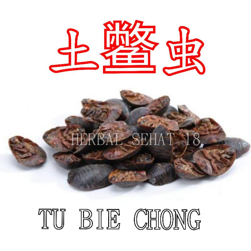 

[50gram] Tu Bie Chong American Dragon