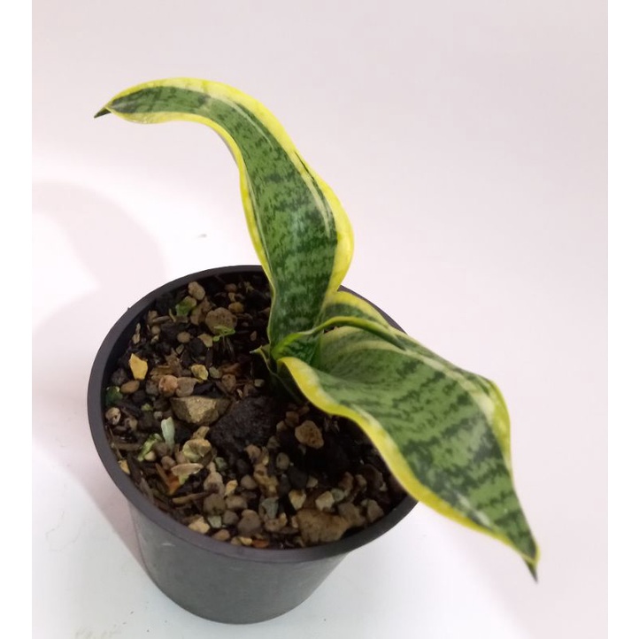 sansivera twister, sanseviaria twister tanaman hias