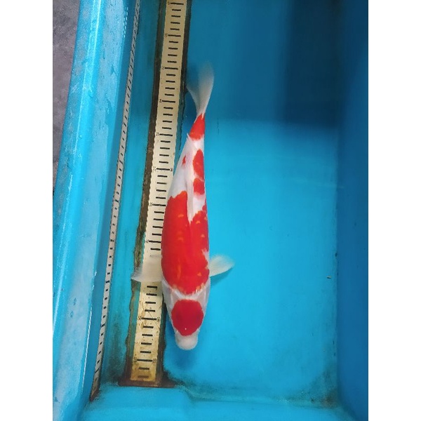 ikan koi maruten kohaku 35cm HQ