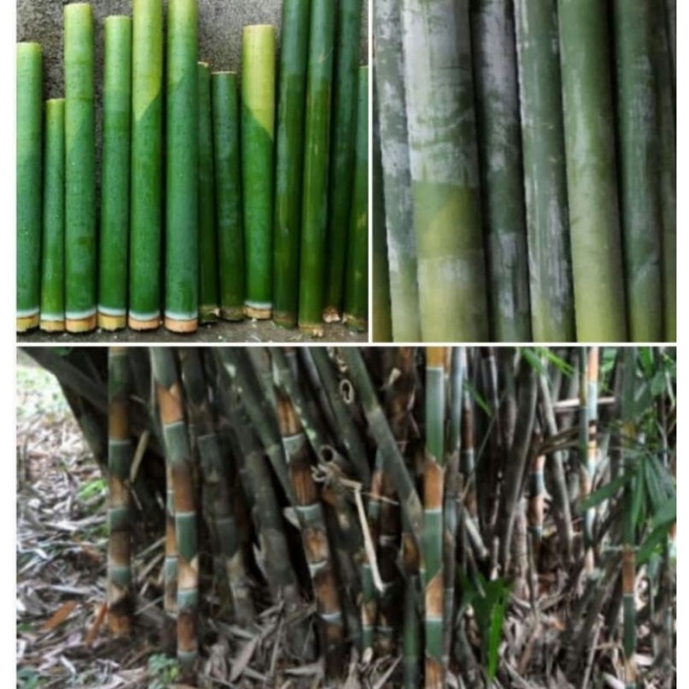 bambu lemang/talang