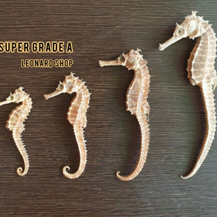

【F⚡ASH SALE✅】 KL HAI MA KERING SUPER HERBAL OBAT KESUBURAN PRIA WANITA / HAIMA / HAI MHA / 海马 / GINSENG RENDAMAN / PIL KAPSUL / NAGA LAUT / SEAHORSE / TERIPANG HAISOM SIRIP IKAN HISIT PENAMBAH STAMINA KUAT PERUT IKAN HUPIO GELEMBUNG REN SHEN S