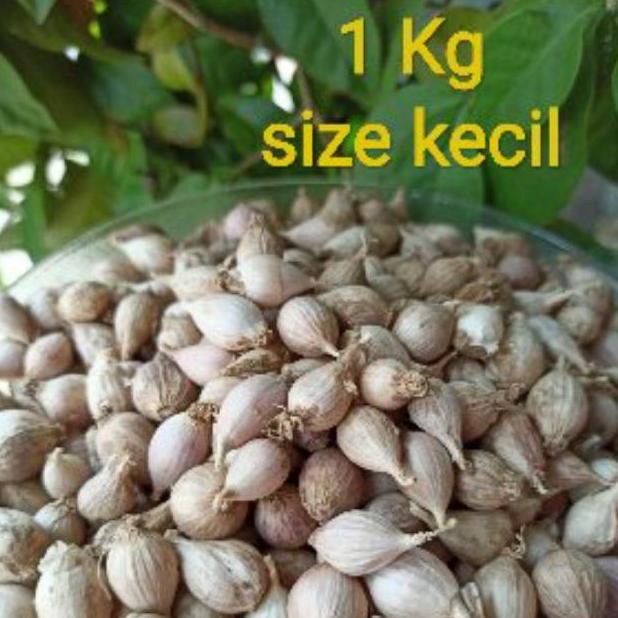 

Bawang Putih Tunggal Lokal / bawang Lanang Lokal Best Seller