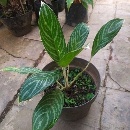 Aglaonema Commutatum / aglonema commutatum