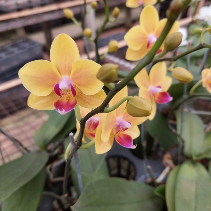 Best Seller Anggrek Bulan Mini Bunga Kuning Lidah Merah