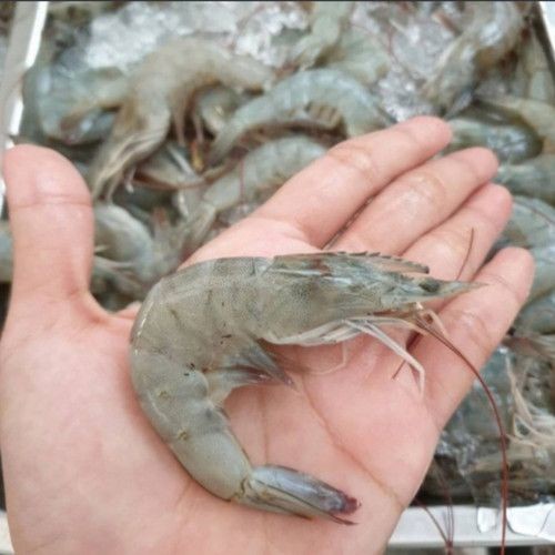 

Udang Vaname Kecil / 500 gram