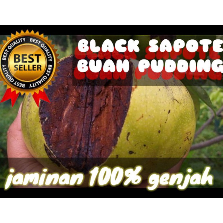 (A㊛1H-♫) bibit buah BLACK SAPOTE (buah Pudding) super genjah pasti.dikiriim