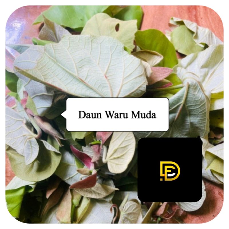 

Daun waru muda pucuk daun waru segar 500 gram-az