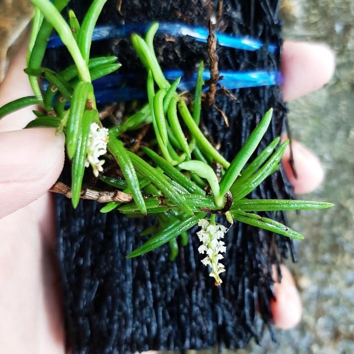 Best Seller Schoenorchis Micrantha | Anggrek Mini | Tanaman Paludarium
