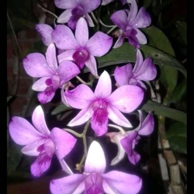 Best Seller Keiki Anggrek Dendrobium Mantangai