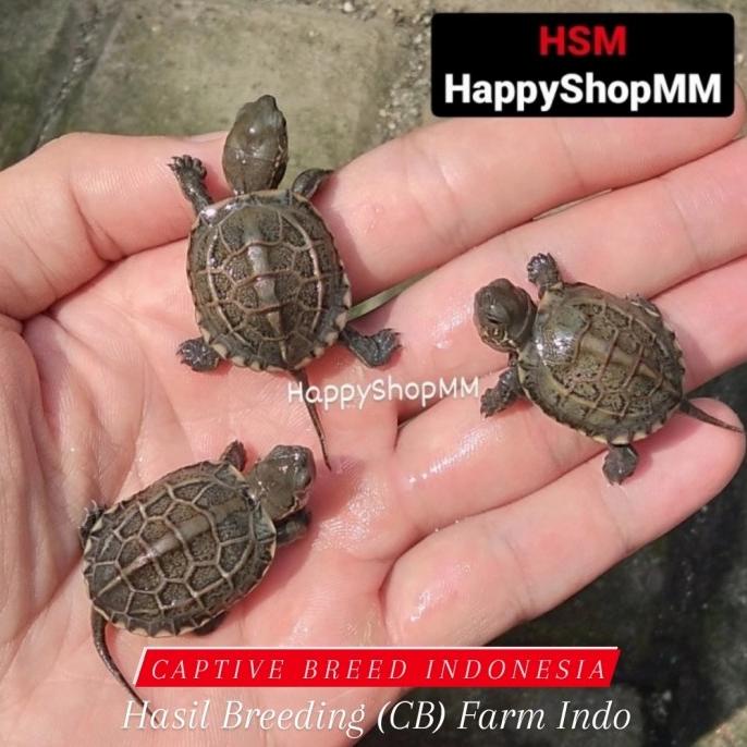 

Bonus Mini Gold Langsung Beli Gan Cynemis Reeves Cerah Pilihan