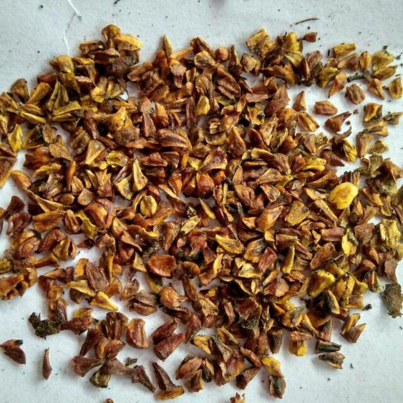 Bestsale  Super Original Bibit Biji Santigi Karang Perbiji Terbaik Dan Kualitas Super