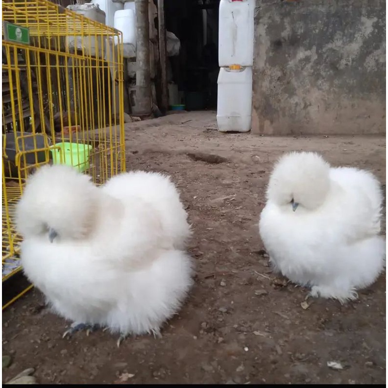 Ayam american silkie