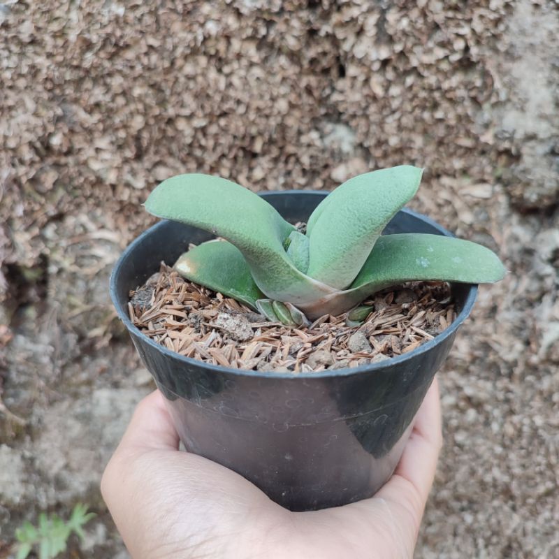 Gasteria Amstrongii | DP 10 Cm | Gasteria