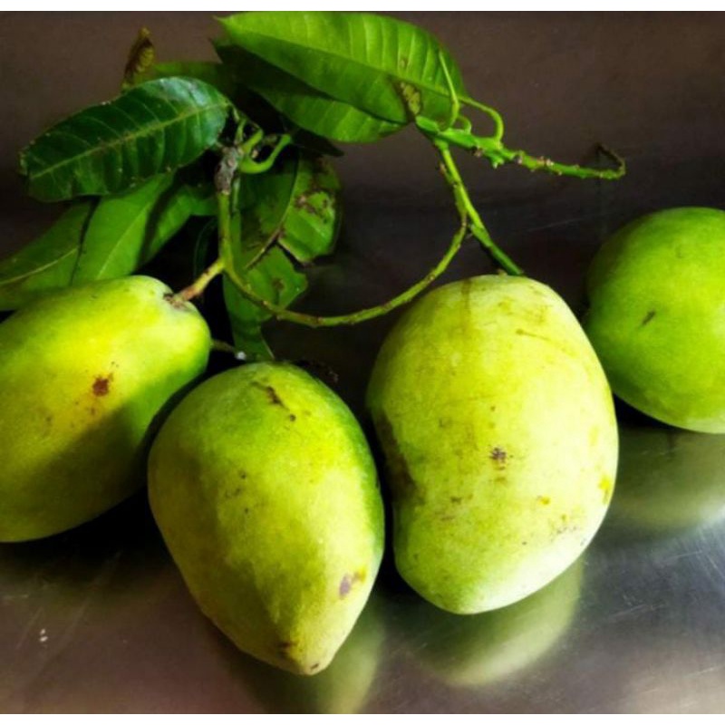 

Mangga Indramayu Organik 2kg