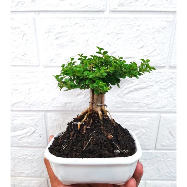 Tanaman Bonsai Mini Unik Berkarakter Sacang/Sakura/Hokianti/Mikro/Sakura/Mame/Shinto/mini