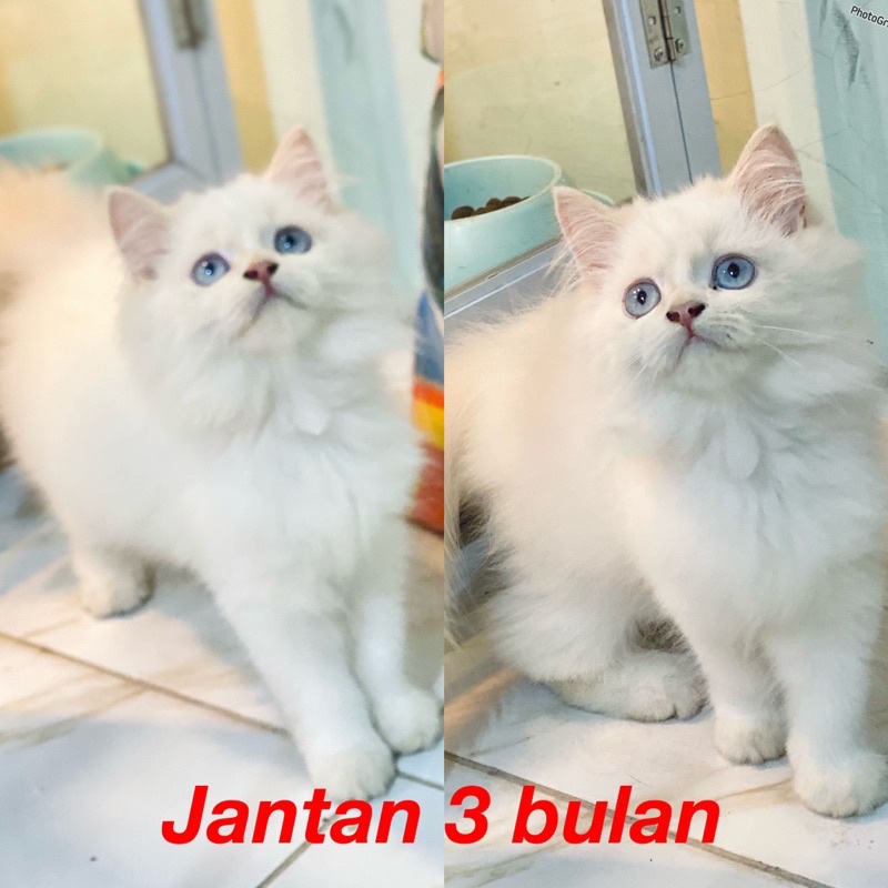 persia putih longhair