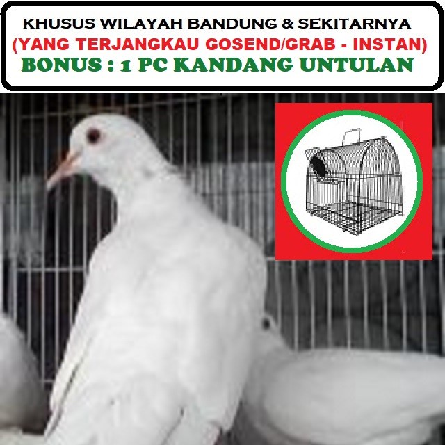Terlaris Burung Sulap - Burung Puter Putih Albino Mata Merah