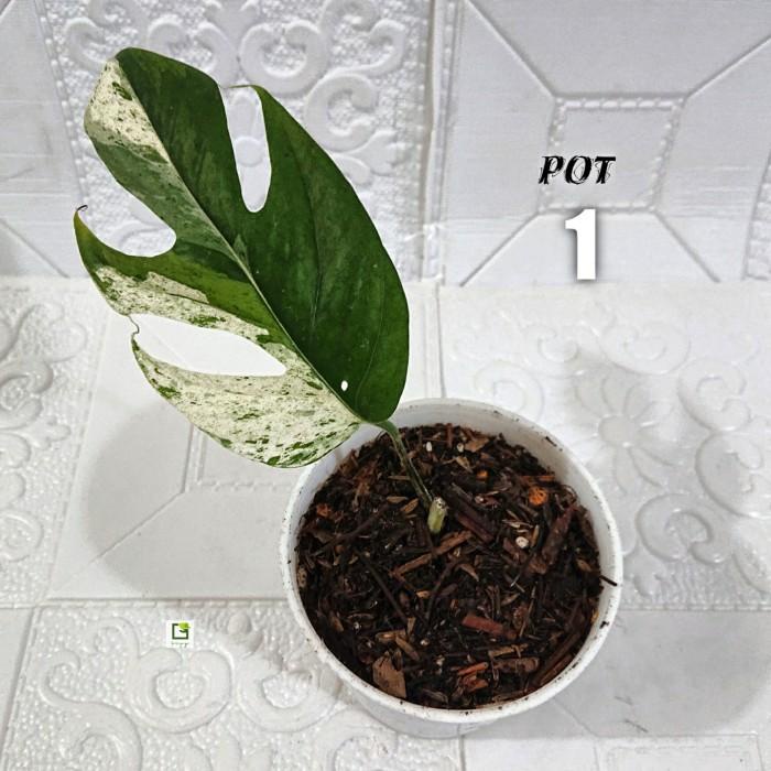 Epipremnum Pinnatum Marble Variegata - Pot 1