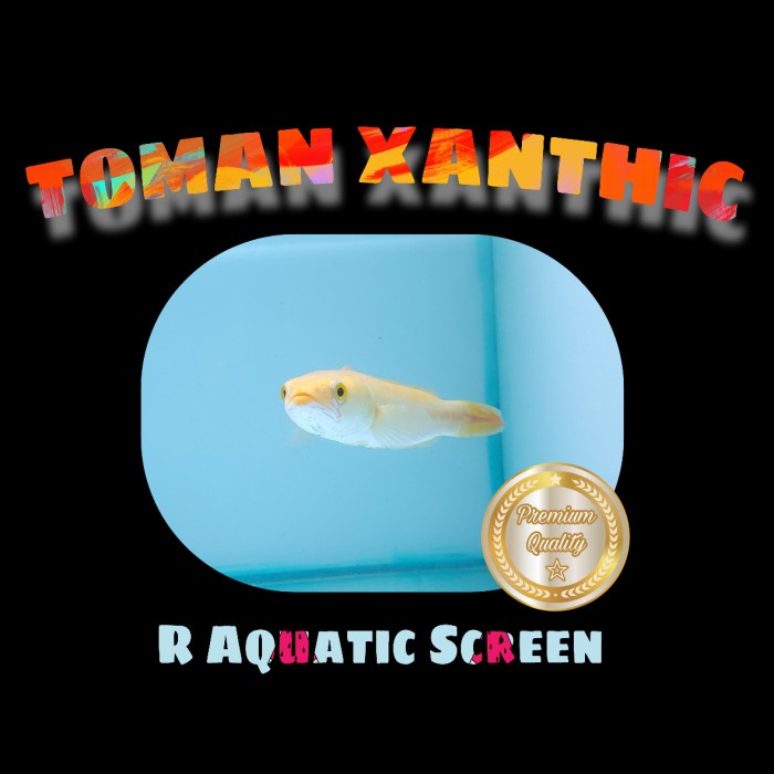 Terlaris Toman Xanthic (Rare Items)