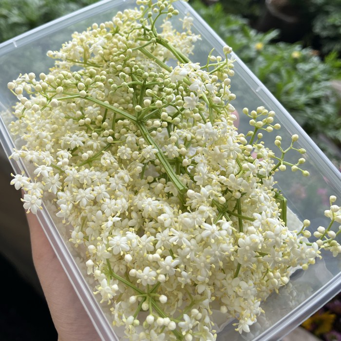 

Terlaris Elder Flower Edible