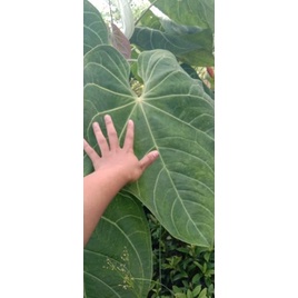 Diskon Anthurium Kuping Gajah Super Jumbo