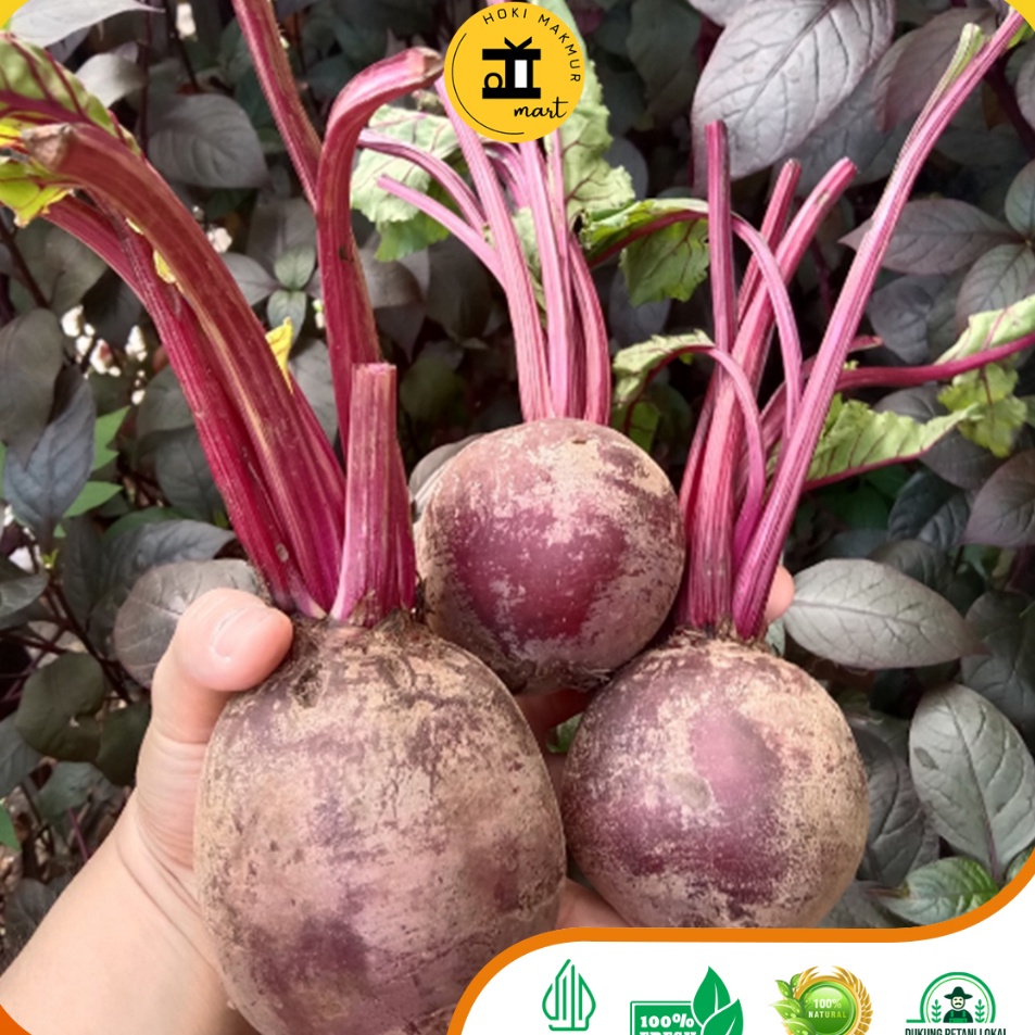 

✨11.11✨ BUAH BIT MERAH PREMIUM | BEST QUALITY BEETS | BUAH BEETS | BEETS ROOTS | BUAH BIT 1 KG | BUAH BIT 500 GRAM | PREMIUM RED BEETS | BUAH | BUAH PREMIUM | BUAH PENAMBAH DARAH | BIT