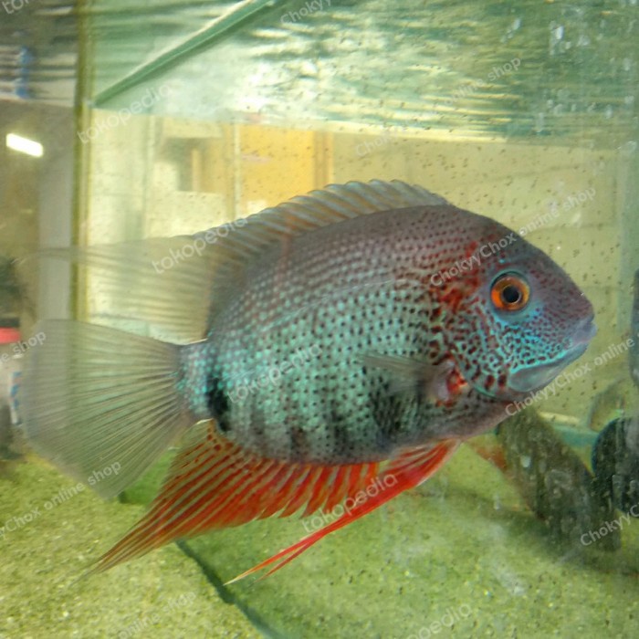 Terlaris Heros Efasciatus Rotkeil Red Shoulder Severum American Cichlid