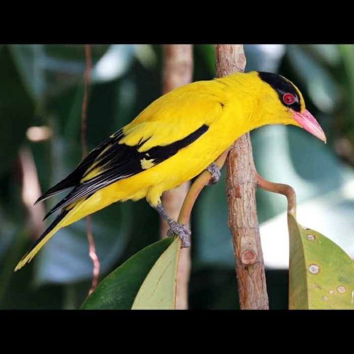 Terlaris Burung Kepodang Bali