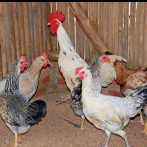 PROMO!!! AYAM KAMPUNG HIDUP BETINA/JANTAN TERLARIS