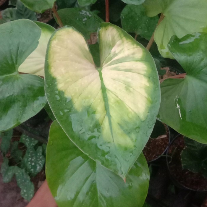 MUST HAVE HOMALOMENA RUBESCENS VARIEGATA KUALITAS TERJAMIN 100% TERMURAH