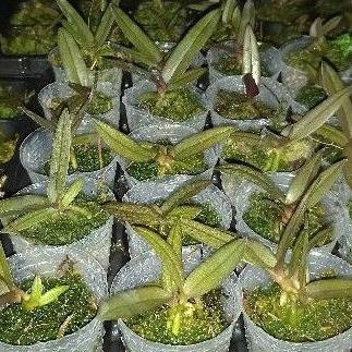 HOT SALE PHALAENOPSISE DORITIS PHULCHERIMA ALBA TERMURAH