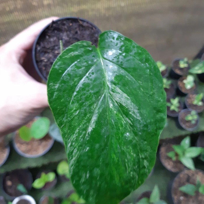 PROMO AMYDRIUM VARIGATA ( DAON MAU KE 2 ) VAR SESUAI FOTO 1 TERMURAH