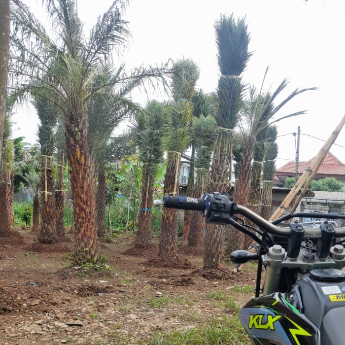 FLASH SALE POHON PALM KENARI PAKET 3 POHON LEBIH HEMAT TERBARU