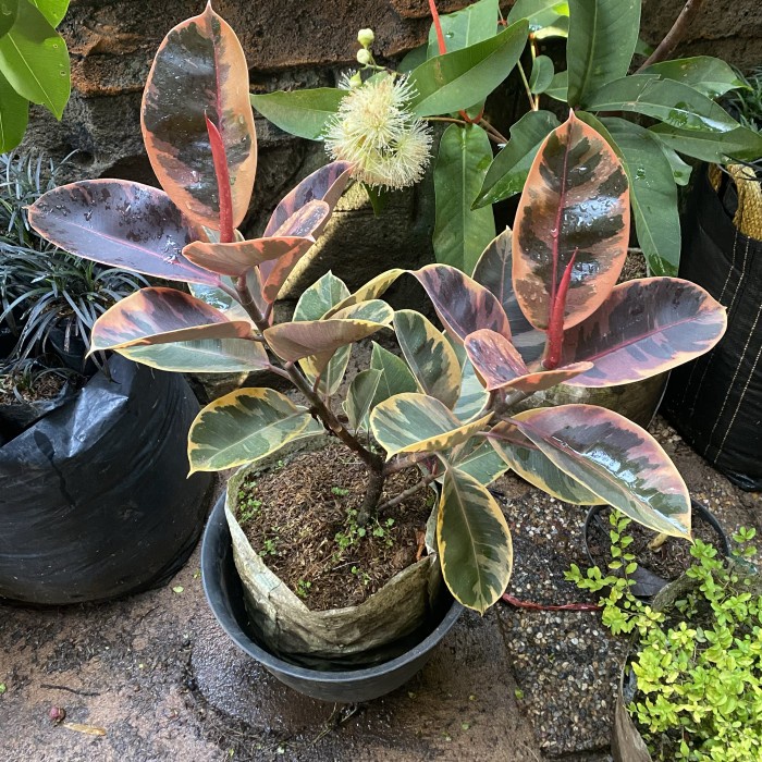 FLASH SALE TANAMAN HIAS KARET KEBO IMPORT // FICUS ELASTICA RUBY VARIGATA TERMURAH