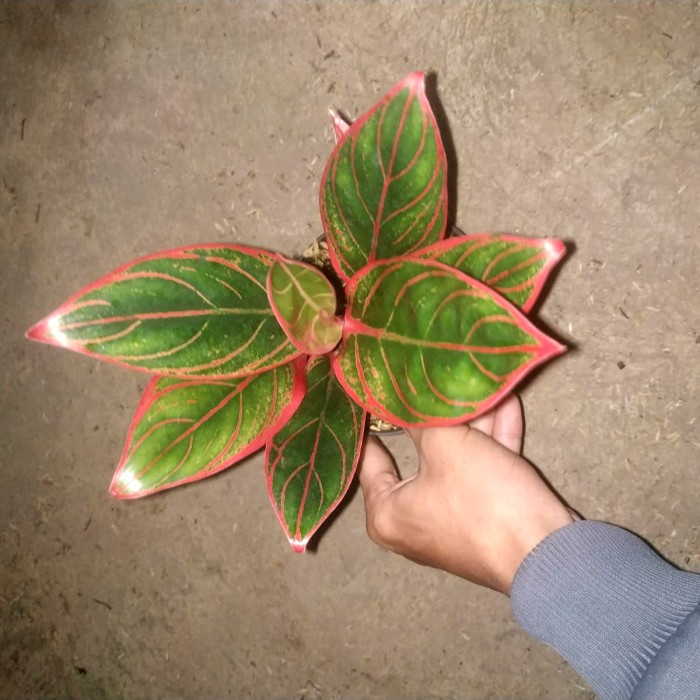 DISKON SPESIAL TANAMAN HIAS AGLAONEMA / AGLONEMA JAYANTI TERBARU